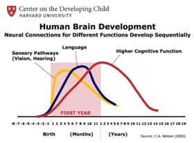 human brain development 